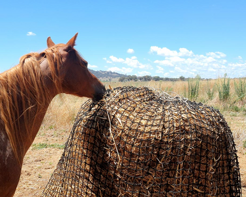 GutzBusta KNOTLESS Slow Feed Hay Net : Horse